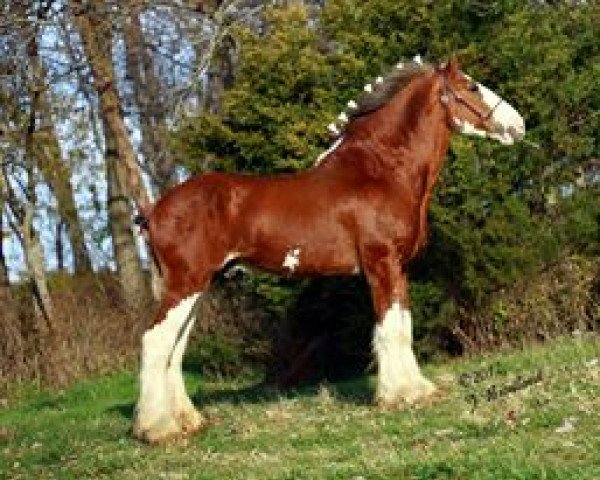 Deckhengst Green Leaf Royal Flush (Clydesdale, 2000, von Green Leaf Reflection)