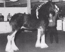 stallion Greendykes Intrepid (Clydesdale, 1990, from Doura Sir Charles)