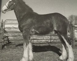 horse Ozark's Royal Signature (Clydesdale, 2008, from Plunton Calum Maelogan)