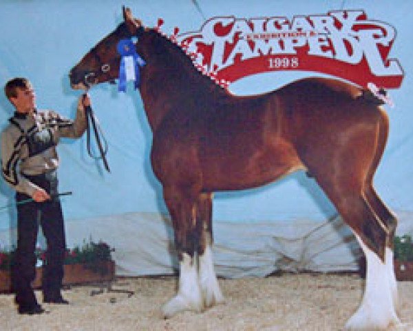 stallion Seven Hill's Inspiration (Clydesdale, 1996, from Greendykes Inspiration)