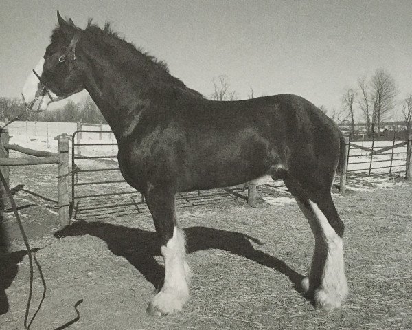 Deckhengst Ozark's Royal Double Inspiration (Clydesdale, 2006, von Ozark's Royal Double Aristocrat)