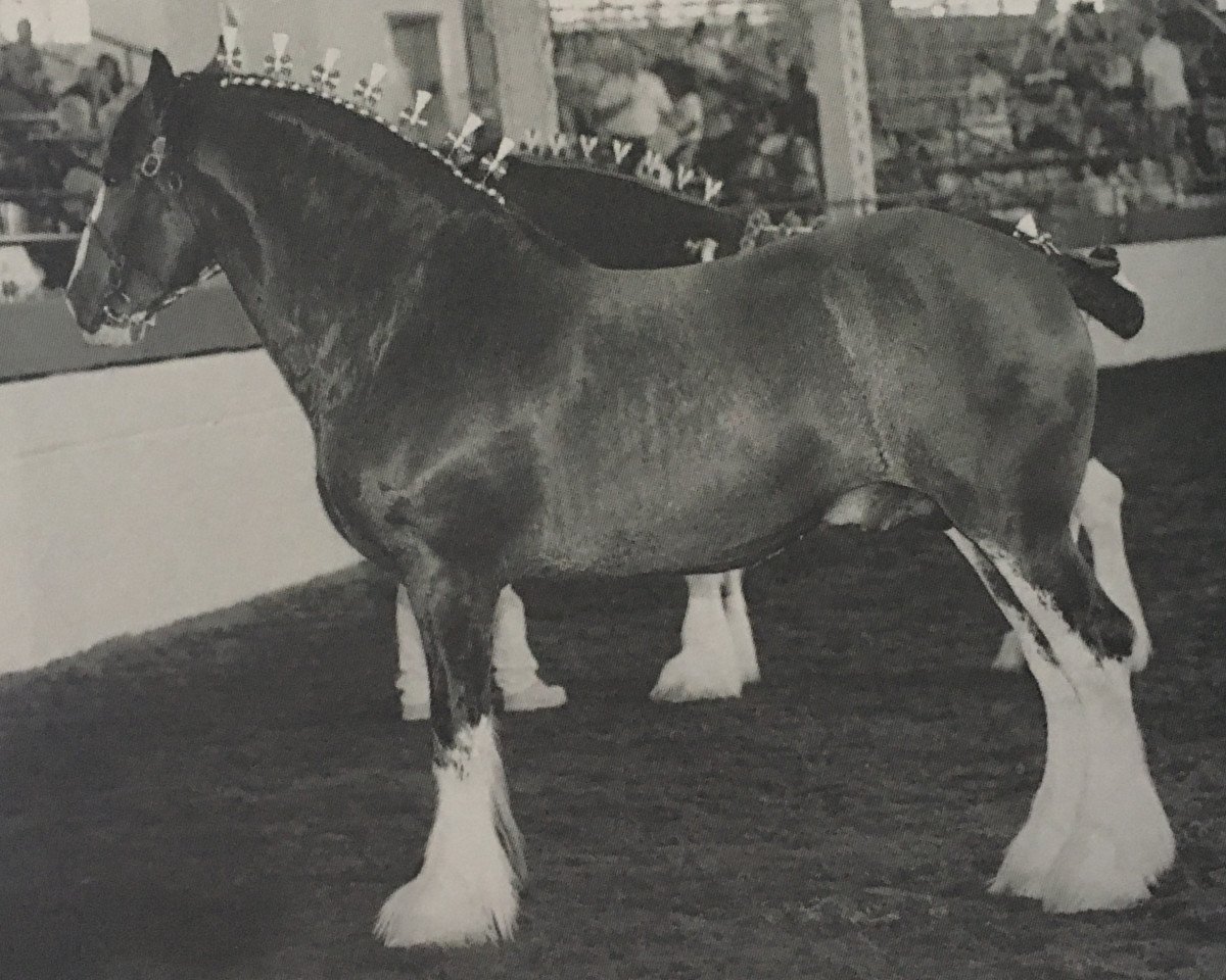 horse Legacy of Pinnacle's Reflection (Clydesdale, 2005, from Greendykes Reflection)
