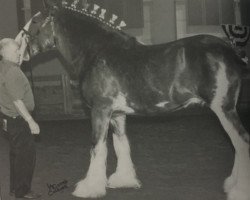 stallion Willow Way Darius (Clydesdale, 2003, from Collessie Ulsterman)