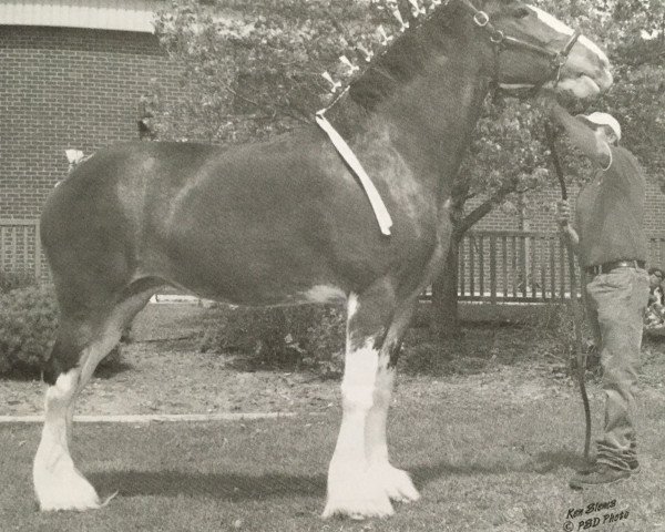 horse Hewal Midnight Krystal (Clydesdale, 2005, from Donegal Midnight Express)