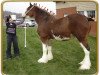 broodmare Freedom Molly Lady Margaret (Clydesdale, 2000, from Hewal Sir Charles)