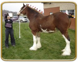 Zuchtstute Freedom Molly Lady Margaret (Clydesdale, 2000, von Hewal Sir Charles)