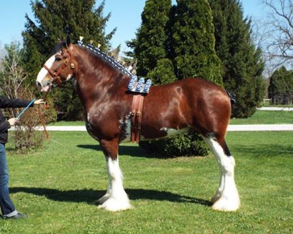 Deckhengst Freedom Royal Venture (Clydesdale, 2007, von Hillmoor Landmark)