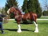 stallion Freedom Royal Venture (Clydesdale, 2007, from Hillmoor Landmark)