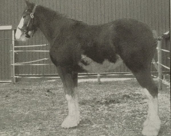 Pferd Cedarlane Ozzie (Clydesdale, 2008, von S B H Phoenix)