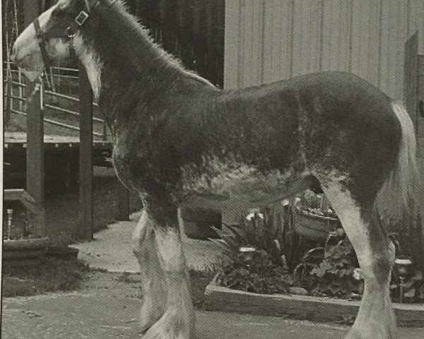 Deckhengst Belleau G.F. Checkers (Clydesdale, 2008, von Thistle Ridge Avalanche)