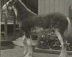 stallion Belleau G.F. Checkers (Clydesdale, 2008, from Thistle Ridge Avalanche)