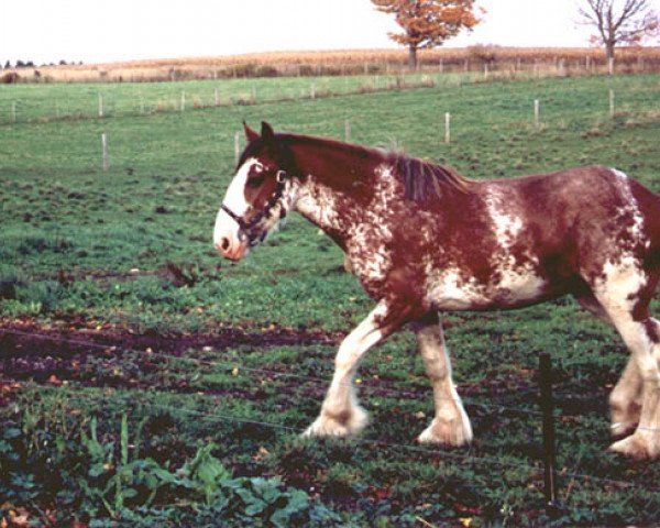 Zuchtstute Thistle Ridge Ariss Tweed (Clydesdale, 2000, von Westedge Hiawatha Hugh)