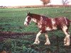 Zuchtstute Thistle Ridge Ariss Tweed (Clydesdale, 2000, von Westedge Hiawatha Hugh)