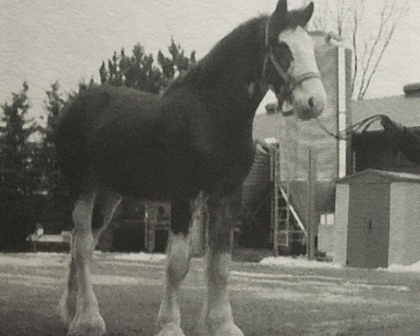 Pferd SCA Top Gun's Jack (Clydesdale, 2008, von Twin Creek Victor's Top Gun)