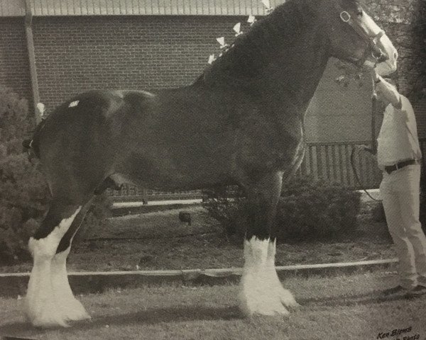 Deckhengst Weatherhill Silver King (Clydesdale, 2003, von Solomon's Admiral)