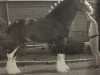 Deckhengst Weatherhill Silver King (Clydesdale, 2003, von Solomon's Admiral)