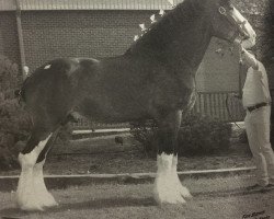 stallion Weatherhill Silver King (Clydesdale, 2003, from Solomon's Admiral)