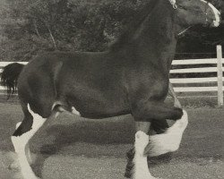 horse Mistyland Sir Rollie (Clydesdale, 2006, from South Texas Sioux)