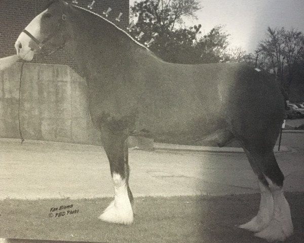 horse Farquhar's Jasper Laddie (Clydesdale, 2001, from Kinghill Benefactor Pride)