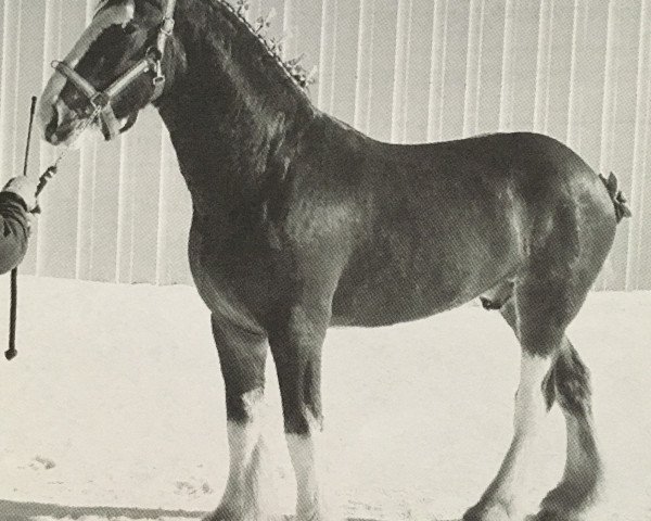 Pferd Brookside Tank (Clydesdale, 2006, von Brookside Taylor Made)