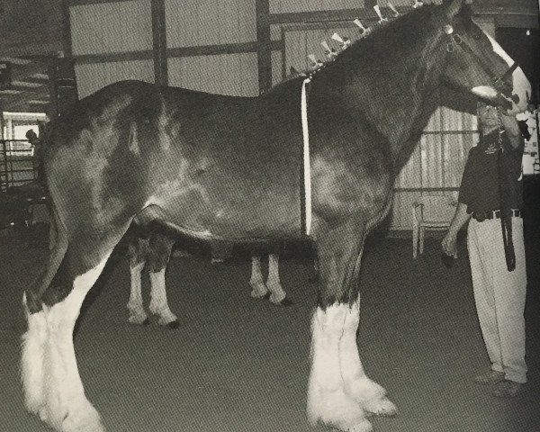 Pferd Airgood Acres Angus (Clydesdale, 2007, von South Texas Sioux)