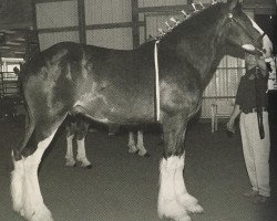 Pferd Airgood Acres Angus (Clydesdale, 2007, von South Texas Sioux)