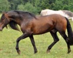 stallion Jalsero (Pura Raza Espanola (PRE), 2003, from Veneciano V)