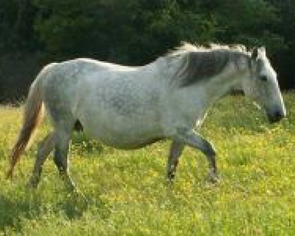 broodmare Lomera (Andalusians/horse of pure Spanish race, 1996)