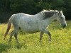 broodmare Lomera (Andalusians/horse of pure Spanish race, 1996)