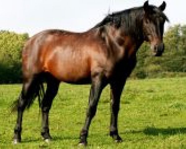 stallion Caprichoso XXXVI (Pura Raza Espanola (PRE), 1993, from Caracol VI)