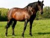 stallion Caprichoso XXXVI (Pura Raza Espanola (PRE), 1993, from Caracol VI)