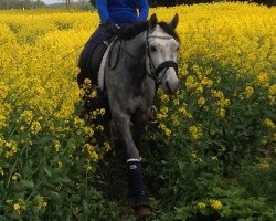 dressage horse Domingo's Boy (German Riding Pony, 2009, from Domingo)