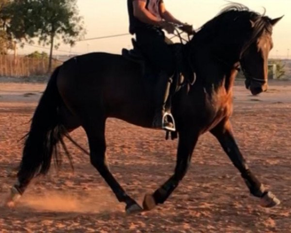 horse CORCEL (Pura Raza Espanola (PRE), 2016)