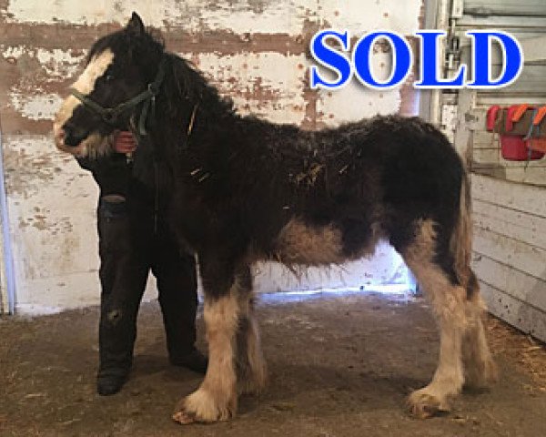 Pferd Cey's Sunny (Clydesdale, 2018, von Willow Way Nightlight)