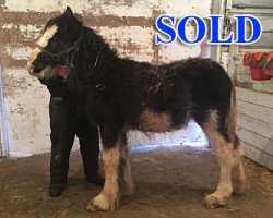 horse Cey's Sunny (Clydesdale, 2018, from Willow Way Nightlight)