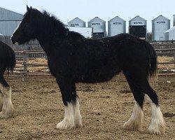 Pferd Cey's Sierra (Clydesdale, 2016, von Renaissance Prince Avery)