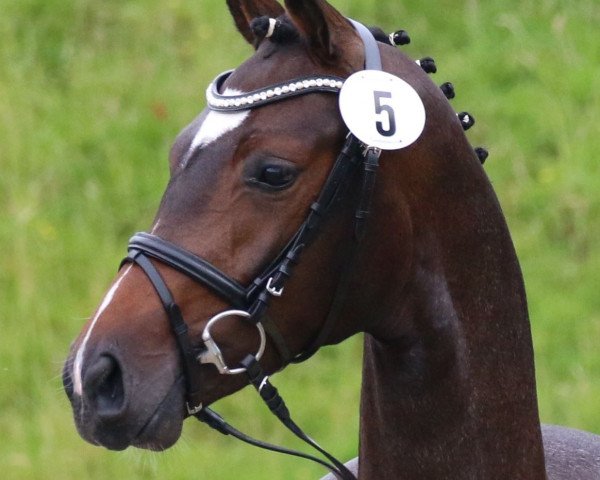 broodmare Silverlight M (Hanoverian, 2014, from Scuderia)