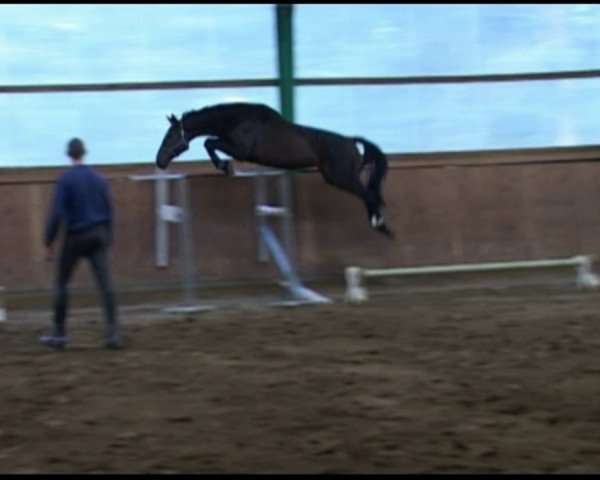 broodmare Qashqai (Hanoverian, 2005, from Quidam's Rubin)