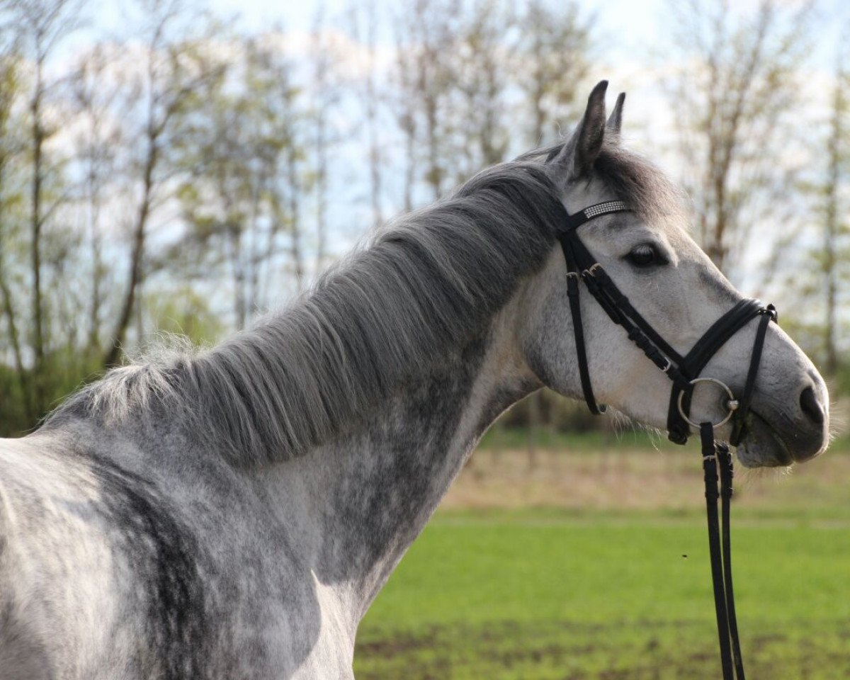 jumper Cara Mia 128 (Bavarian, 2010, from Cachas)