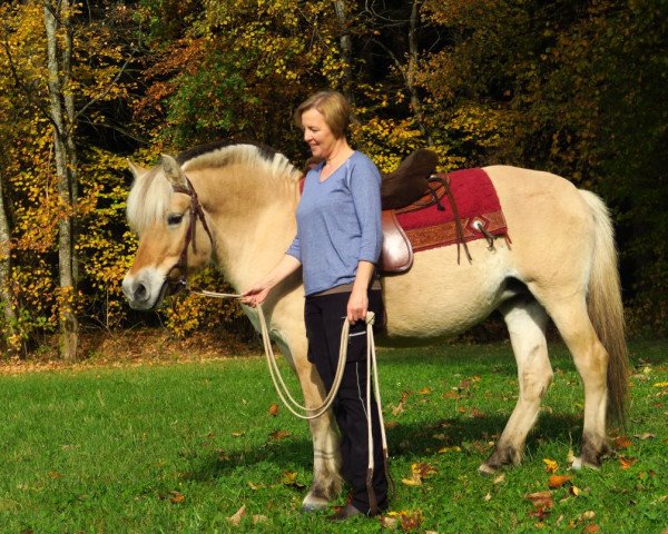 broodmare Eveline (Fjord Horse, 2008, from Reinar)