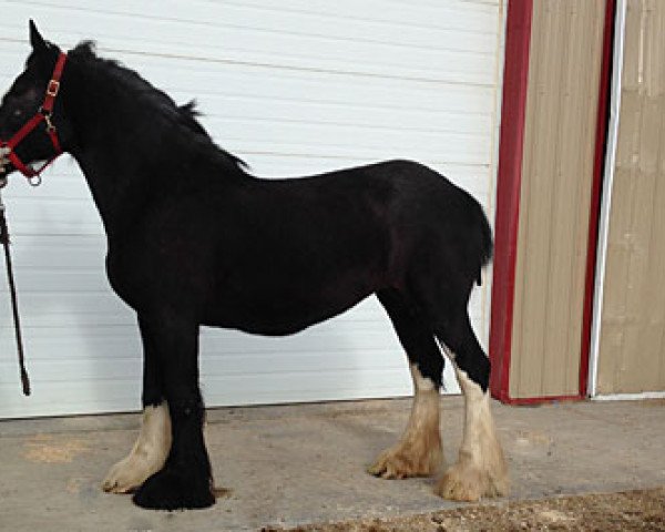 Zuchtstute Donegal Lorna (Clydesdale, 2005, von Armageddon's Lord Cain)