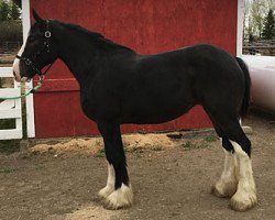 horse Cey's Shania (Clydesdale, 2015, from Bighorn Shamus)