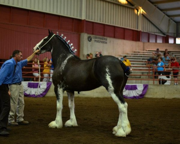 broodmare Diamond S Rosie (Clydesdale, 2006, from Armageddon's Lord Beelzebub)