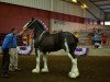 broodmare Diamond S Rosie (Clydesdale, 2006, from Armageddon's Lord Beelzebub)