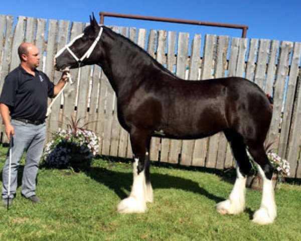 Zuchtstute Diamond S Ronie (Clydesdale, 2012, von Westedge Major's Lucky)