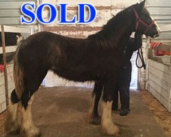 Pferd Cey's Ronie (Clydesdale, 2018, von Somewhere Doc's Black Jack)