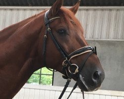 dressage horse Riverbank Binocchio (Finnish Warmblood, 2015, from Barroso)