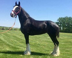 broodmare Roblea Major Pebbles (Clydesdale, 2013, from Cal-Eden Major Blue)