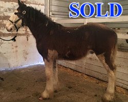 horse Cey's Rocky (Clydesdale, 2018, from Gor-dey Seattle Thor)