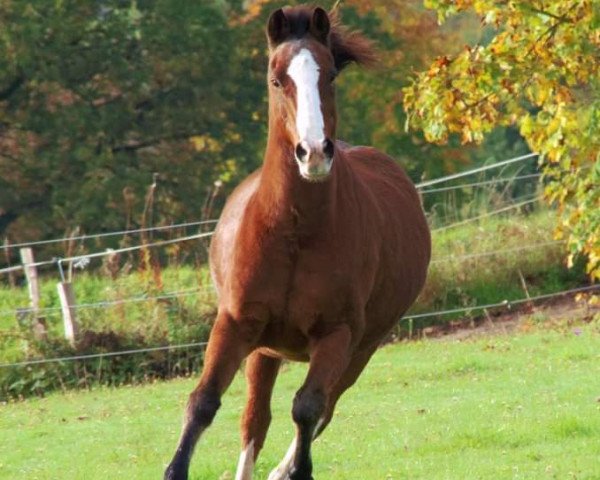 dressage horse Nougat (German Riding Pony, 1997)